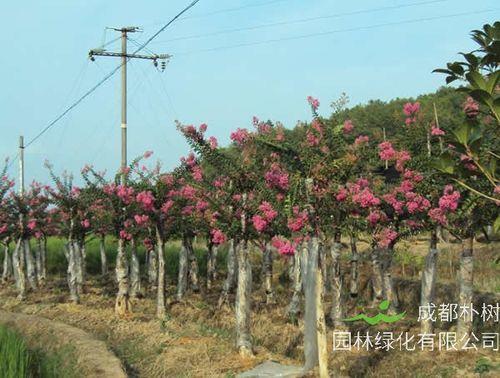 北方地区怎么种植好紫薇树