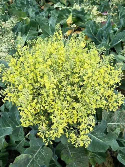 大白菜属于十字花科吗