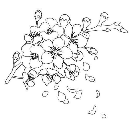 用樱花笔画画