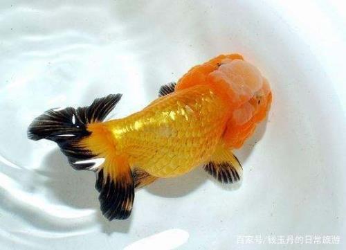 金鱼最多能长多大