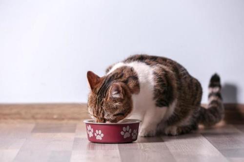 猫咪不吃饭