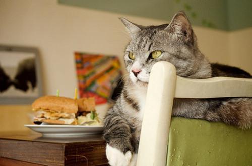 猫不吃饭怎么办