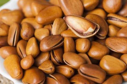 松子的产地在什么地方