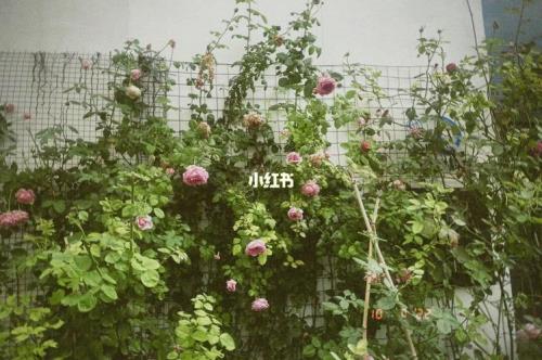 爬墙月季种子怎么种