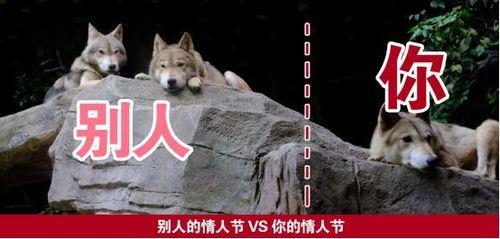 情人节单身怎么发