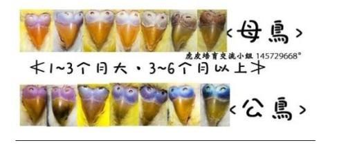 雌雄哪个是公哪个是母