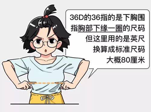 34的胸围是多少
