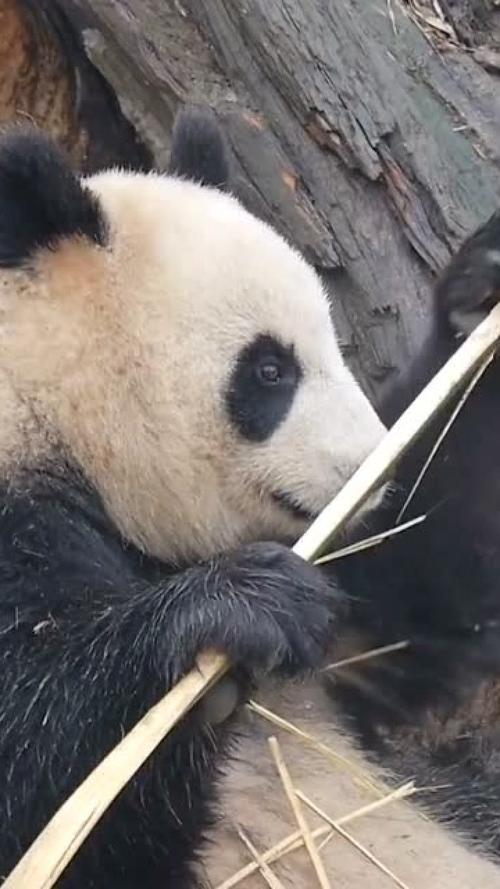 赵金成为什么叫功夫熊猫