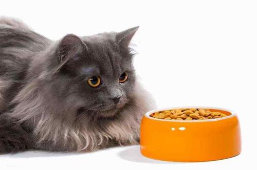 猫挑食怎么办