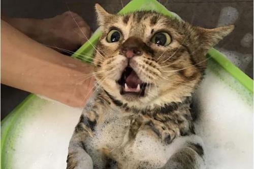 猫咪洗澡温度