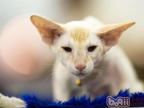 有长不大的猫吗