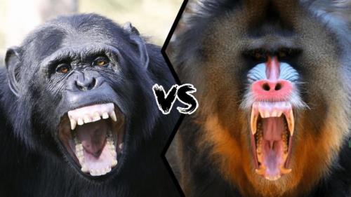 猩猩最怕什么脑筋急转弯