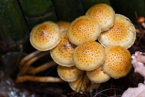 腐烂的蘑菇能吃吗