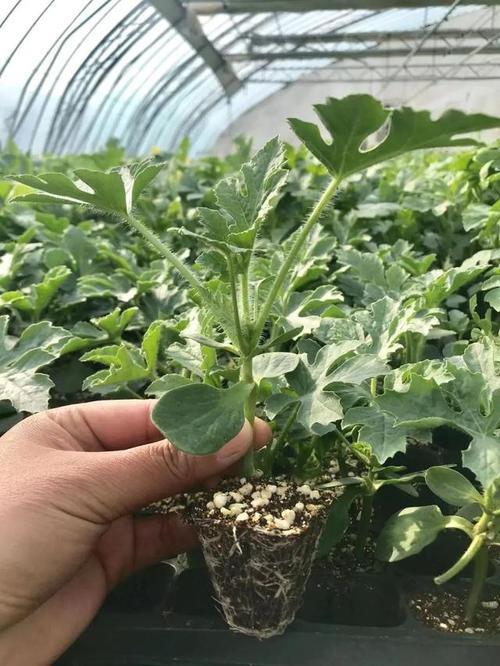 西瓜熟了苗有什么特征