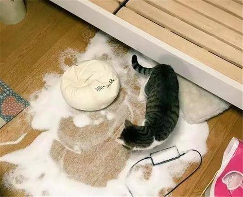猫猫放养会拆家吗