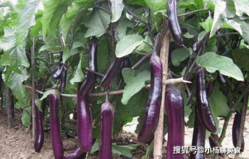 茄子大约有多高