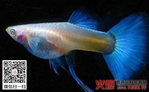 孔雀鱼长大需要多长时间
