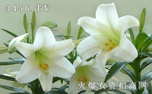 百合花的品种有多少