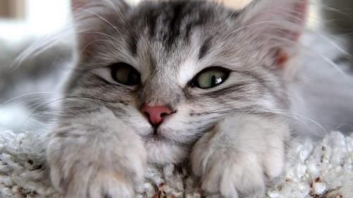 猫咪怕冷吗
