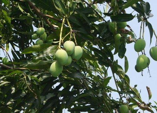 芒果树种植几年可以结果