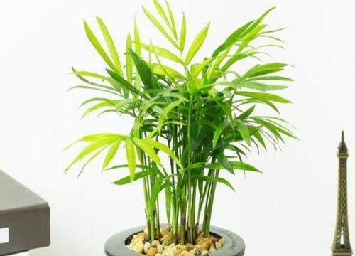 盆栽小椰子树怎么种植