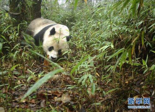 四川野生大熊猫有多少只