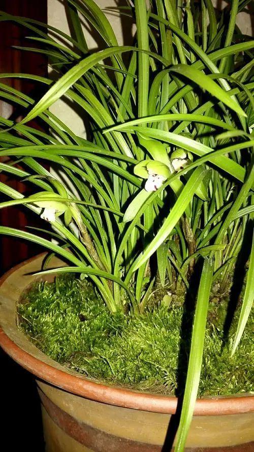 小兰花雪地测真身第几集