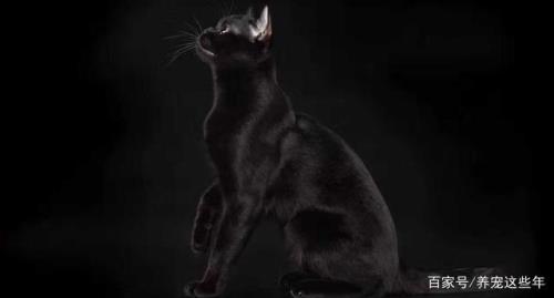 孟买猫十大禁忌