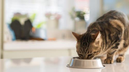 猫咪不吃饭