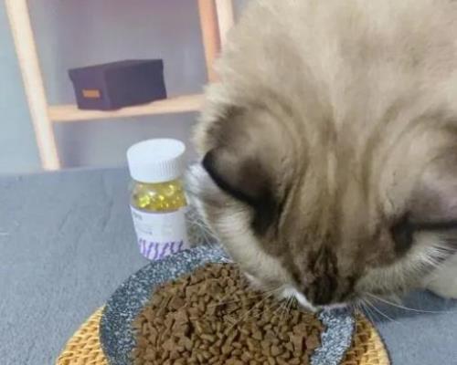 猫几天不吃吃东西了是什么原因