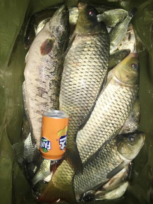 鱼获精炼材料需要的鱼多久刷新