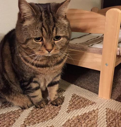猫调皮怎么教训