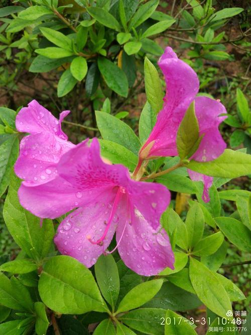赣州2月哪里有花看