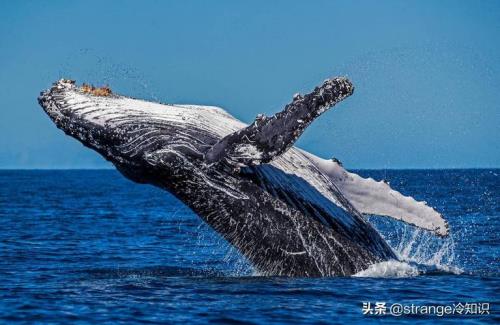 世界上一共有多少条鲸鱼