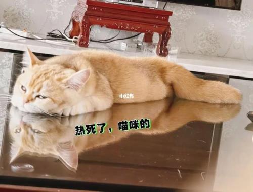 猫在家不开空调会热吗
