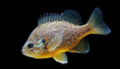 太阳鲈能长多大