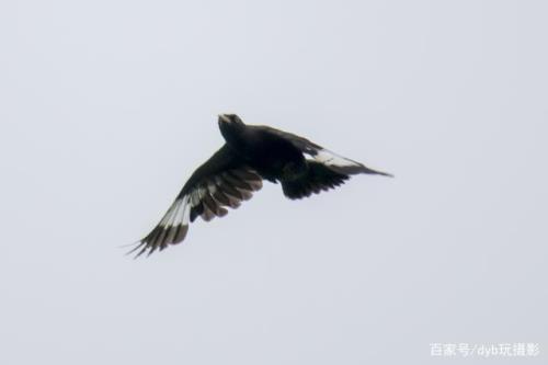 八哥鸟原声原唱