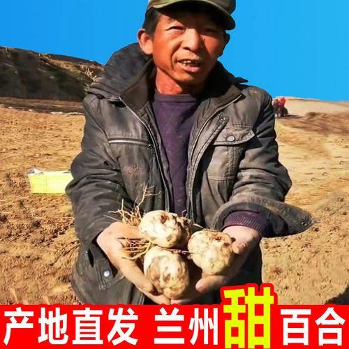 百合什么时候可以挖出来食用