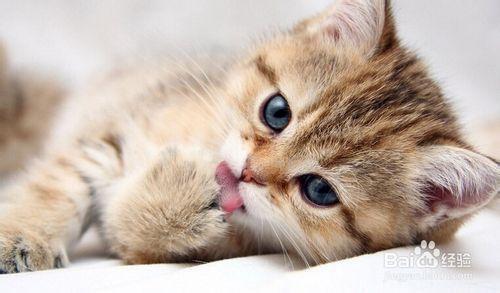 猫不吃猫粮怎么办