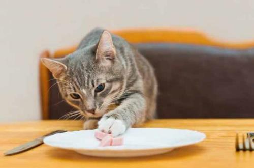 猫咪不好好吃饭什么原因