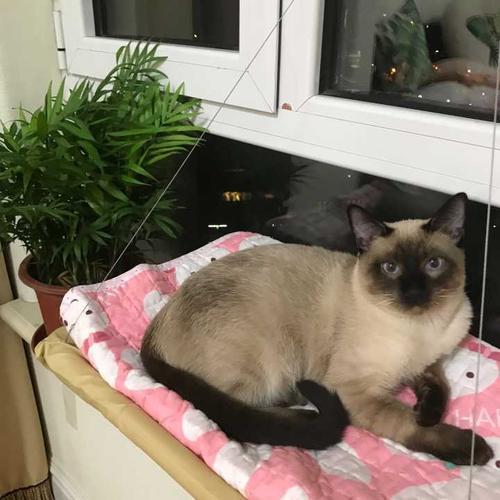 暹罗猫拆家怎么办