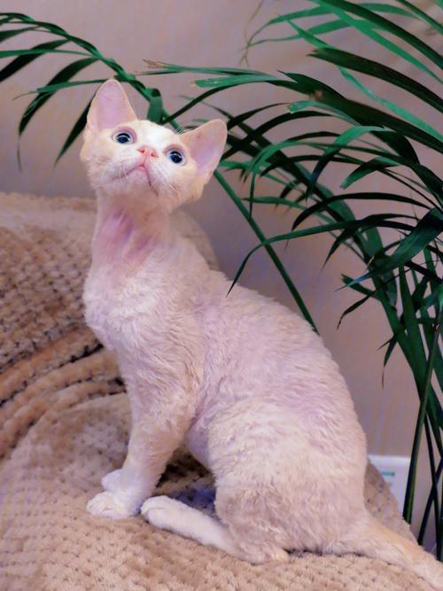 德文卷毛猫拆家吗
