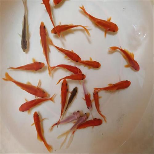 二十厘米的草金鱼是几斤