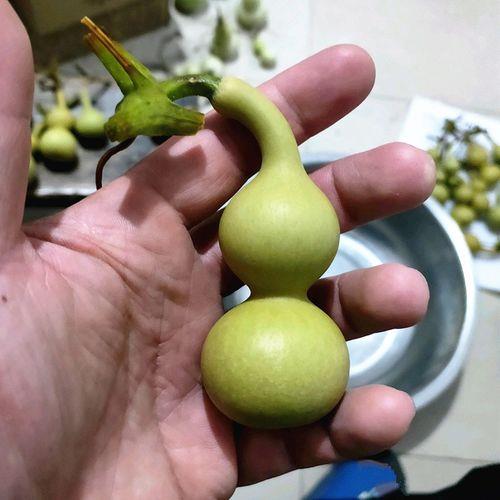手捻葫芦怎么种植方法