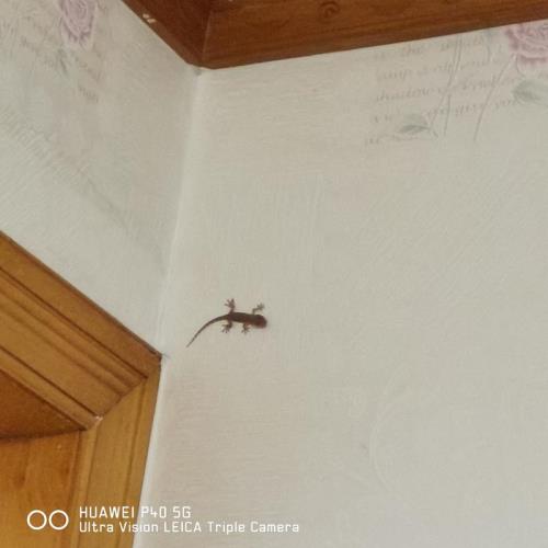 如何清除屋内壁虎