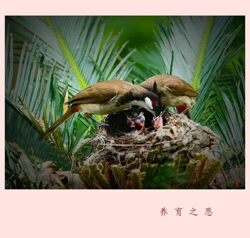 养育之恩精辟诗句