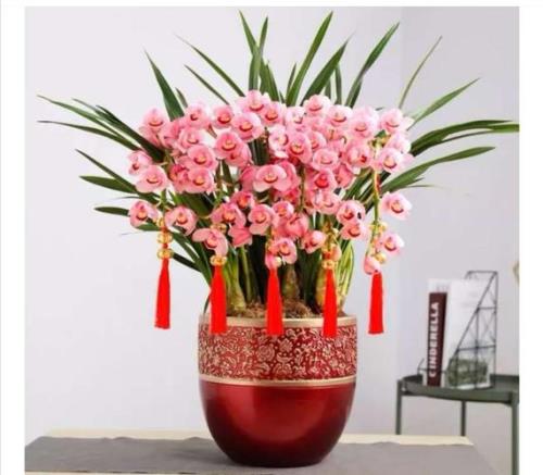 送什么花代表友谊长久的呢