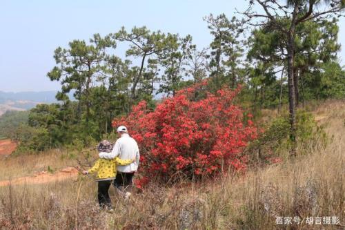挖野生映山红是违反哪部法律