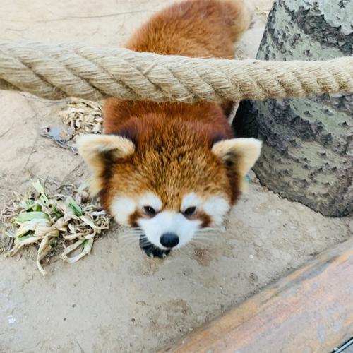 杨迪动物园里有什么