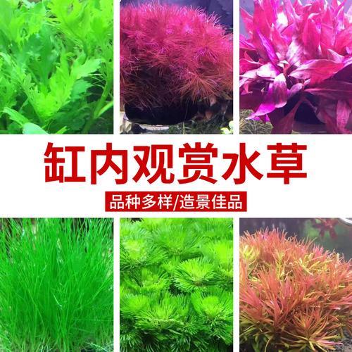 罗兰怎么养